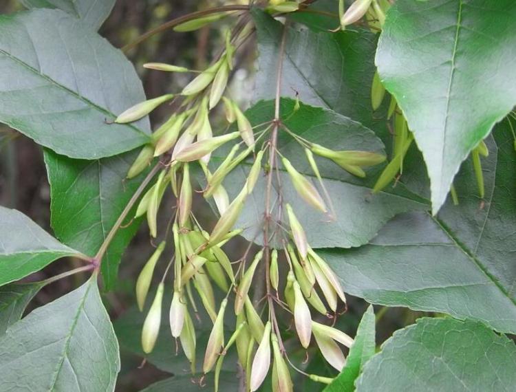 建议您该如何种植白蜡树