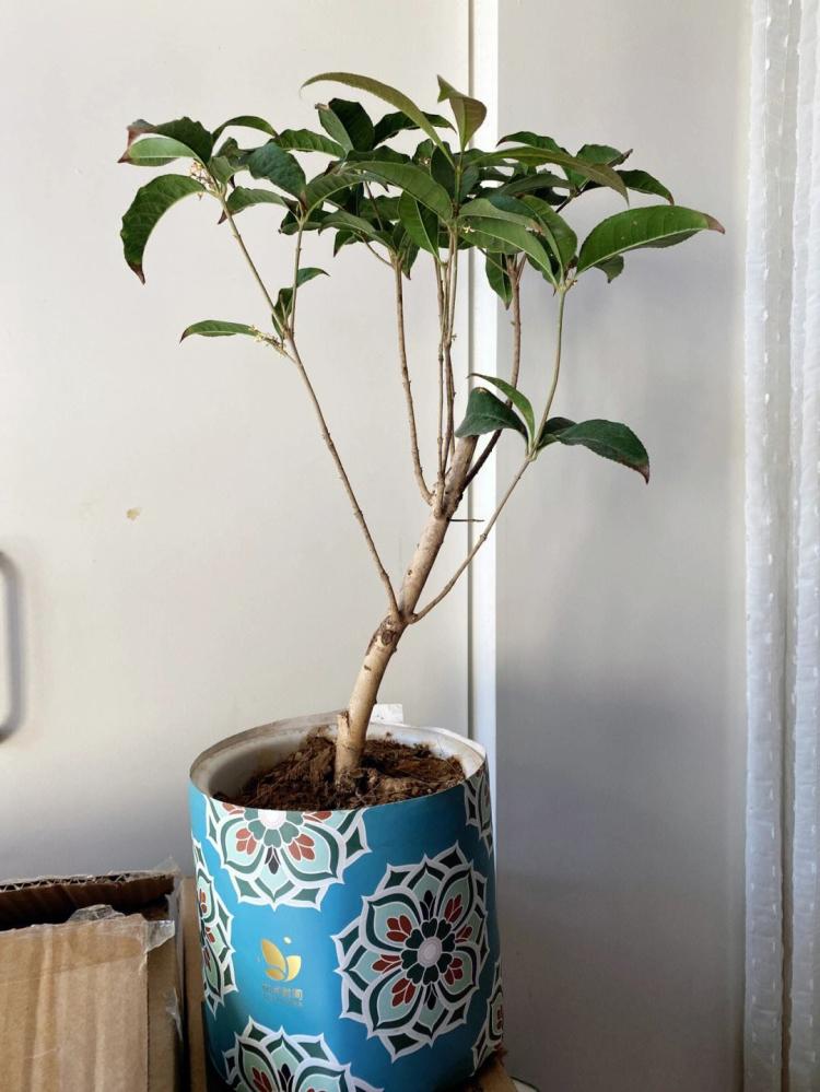 桂花树品种介绍与选购技巧——桂花树种植注意事项