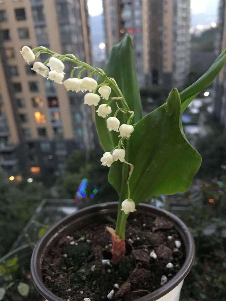 铃兰花花语大揭秘，原来能代表这么多意思！