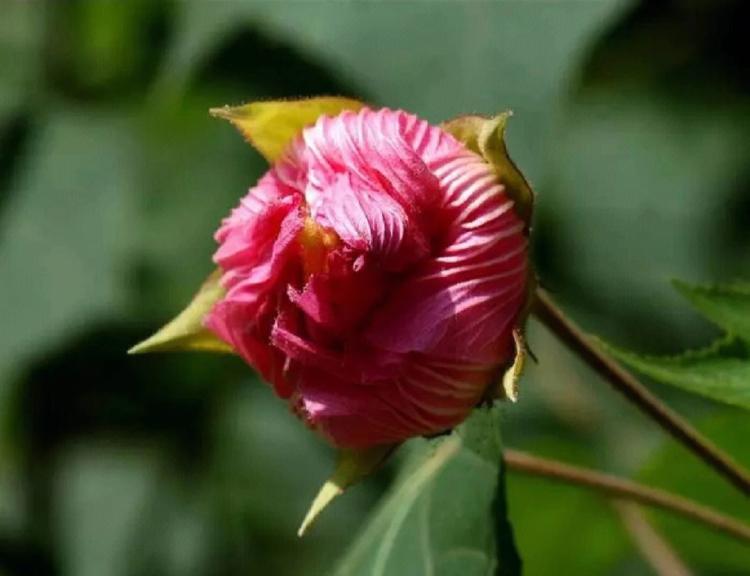 【芙蓉花开花的气候条件】热爱夏日的芙蓉花，却不喜欢雨水和寒冷