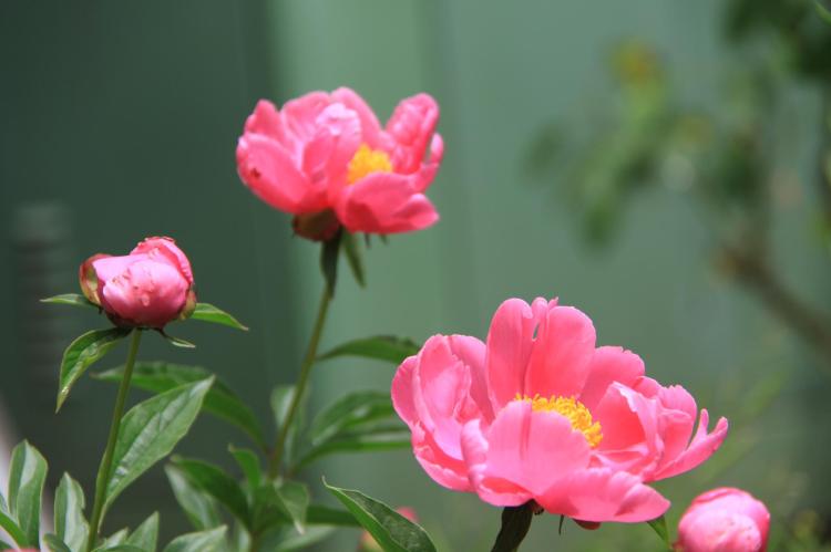 盆栽芍药花应如何修剪？