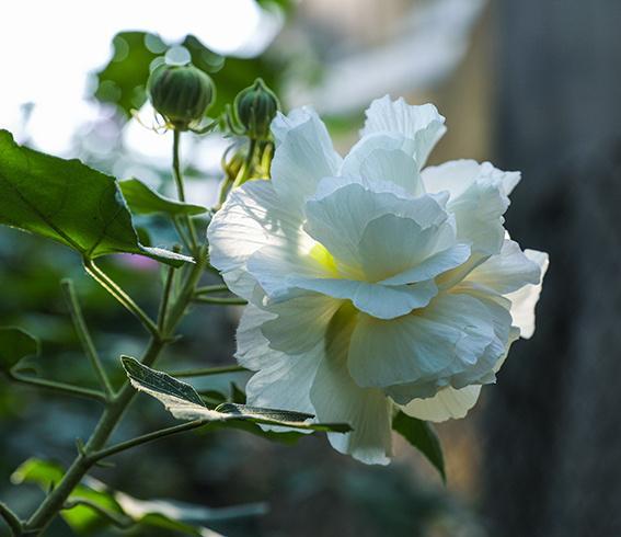 【芙蓉花开放季节】异彩纷呈的芙蓉花，盛开在哪一个季节呢？