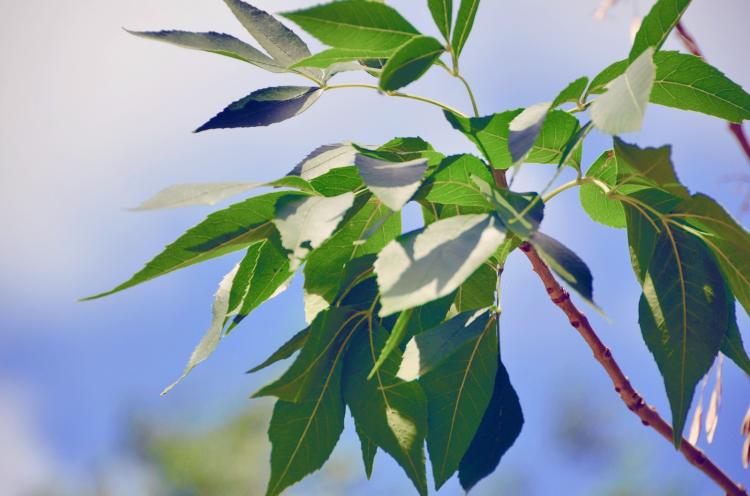 白蜡树种植的益处及其应用领域