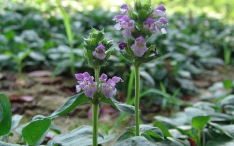 野生夏枯草与栽培夏枯草的生长环境与异同点分析