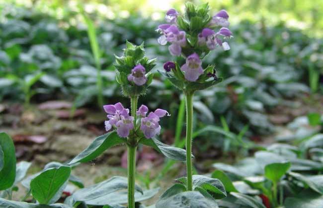 野生夏枯草与栽培夏枯草的生长环境与异同点分析