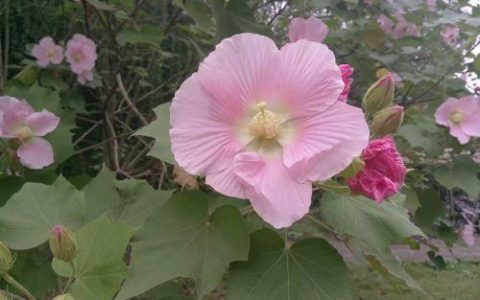 佳人在水，水共佳人——水中芙蓉花的植物学特征和观赏技巧