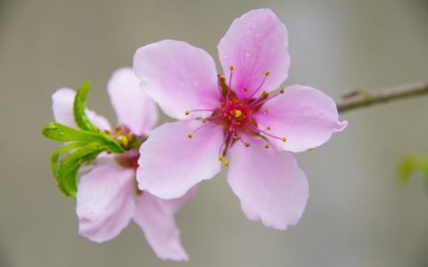 桃花债：一个古代中国商业中的奇闻异事