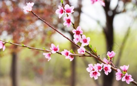 瑰丽的锦绣黄桃花：品味春天最美的风景