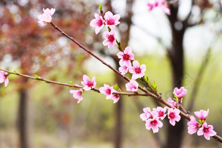 瑰丽的锦绣黄桃花：品味春天最美的风景