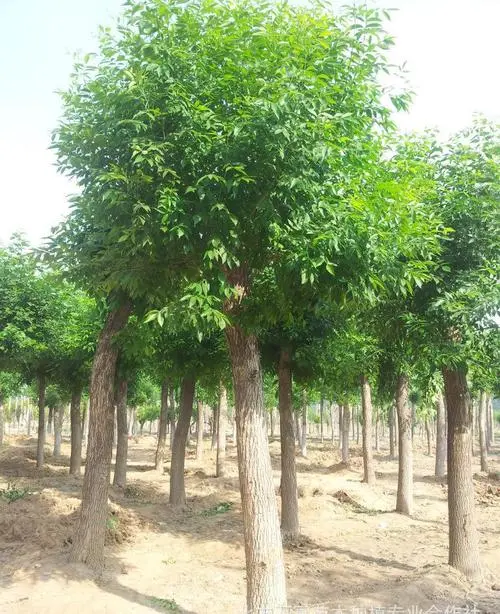 白蜡树生态环境适应性和种植技巧分析