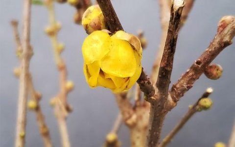 室内种植腊梅盆景要注意哪些细节？