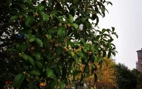 桂花树的生长环境与病虫害防治——科学种植桂花树需知