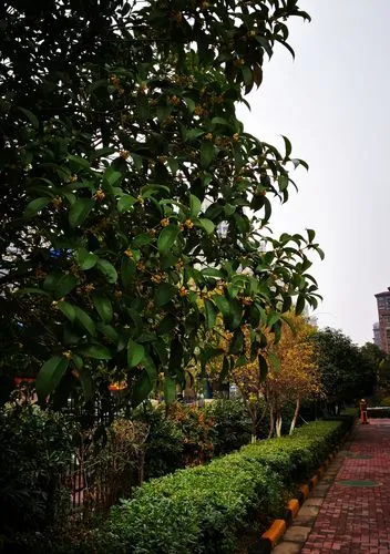 桂花树的生长环境与病虫害防治——科学种植桂花树需知