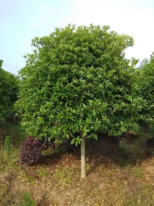 桂花树苗优化管理方案