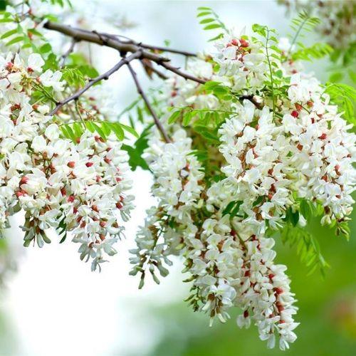 槐花绚烂六月，缤纷开启夏日