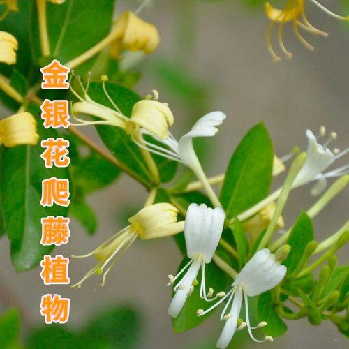 金银花种植技巧：如何让它长成壮丽的藤本植物？