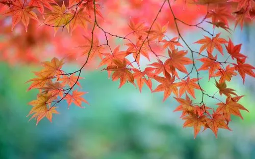 花芽初绽，日本红枫和鸡爪槭的成长过程