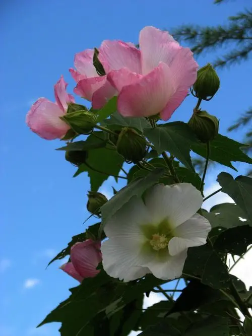 盆栽芙蓉花怎么养？点此学习盆栽芙蓉花全面攻略