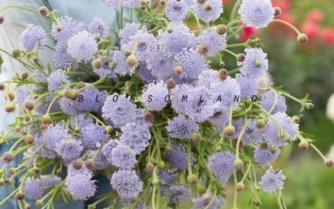 送花指南：情人节应该送几朵蕾丝花最为浪漫？