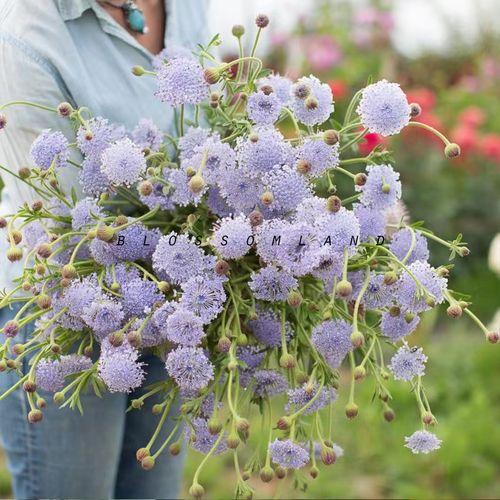 送花指南：情人节应该送几朵蕾丝花最为浪漫？