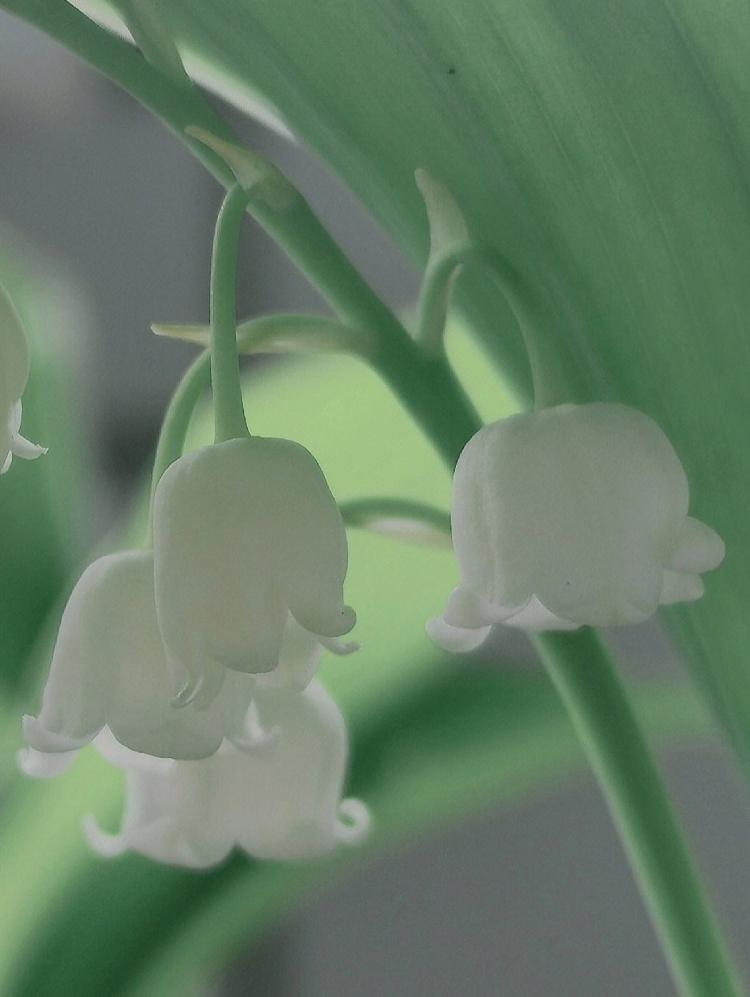 深入挖掘铃兰花语：花神传说与精灵魅力