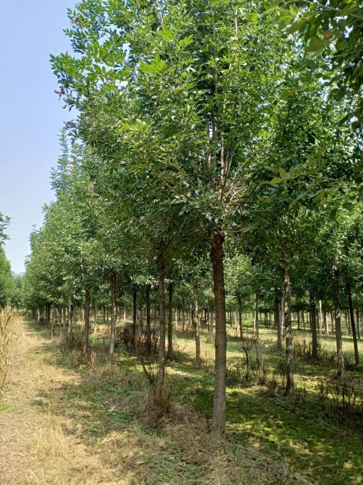 白蜡树盆景的种植技巧与注意事项