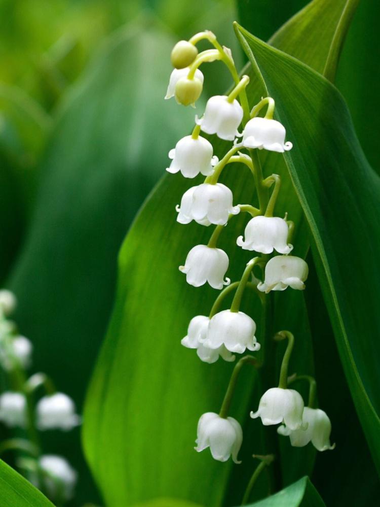 【铃兰花的花语】- 从古到今的不同解释