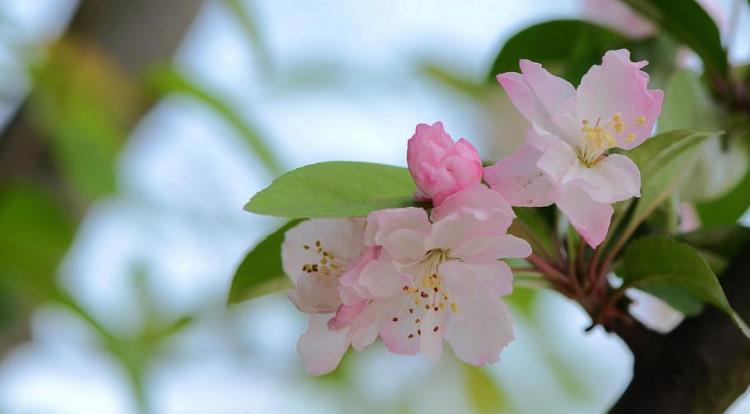 海棠花代表的花语是什么？关于这朵花你想知道的话都在里面了