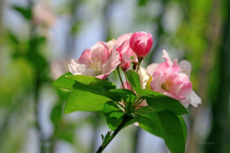 海棠花代表什么？来看看这朵花背后的花语