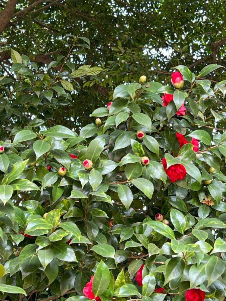 山茶花花语大比拼：哪种花色更能吸引人？