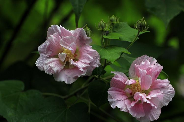 【芙蓉花的开花期】清新夏日，盛开的芙蓉花把热情奉献给大家