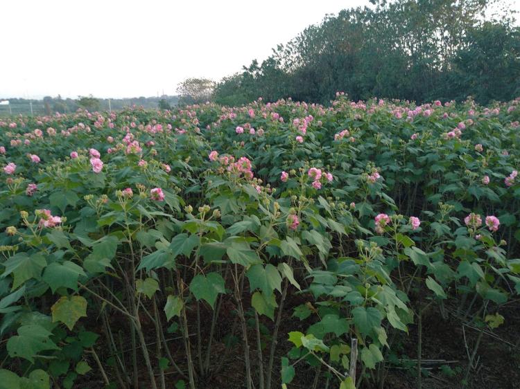 水上花园之美——水中芙蓉花的成长与观赏