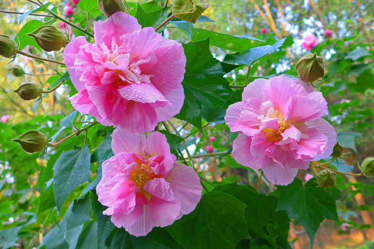 行走水间的神秘花仙——水中芙蓉的栽培方法与花期展示