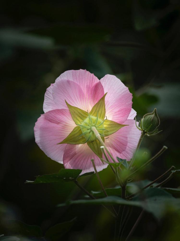 怎样栽种芙蓉花盆栽养殖，盆栽芙蓉花怎么养？