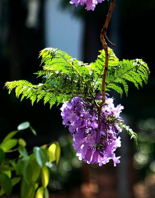 蓝花楹盛宴在昆明开启，花海轻松拥有