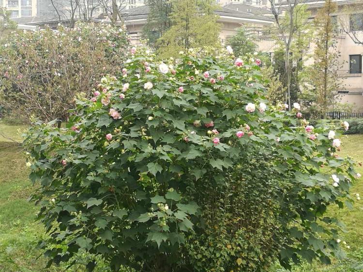 【芙蓉花开花顺序】先绿后红，芙蓉花的美丽绝不容错过