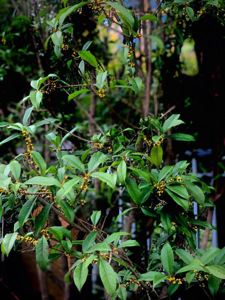 桂花，从白花到黄花，颜色所代表的花语大全