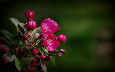 知晓西府海棠的花语与象征寓意，加深与花卉的默契