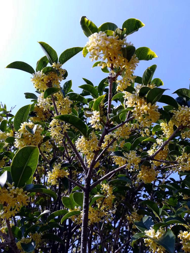 海峡两岸文化交流的桂花纽带：传统文化与国际化语境下的寓意解读