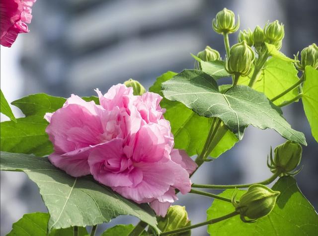 【芙蓉花的开花季节】鲜花盛开，美景如画，芙蓉花的季节又到了