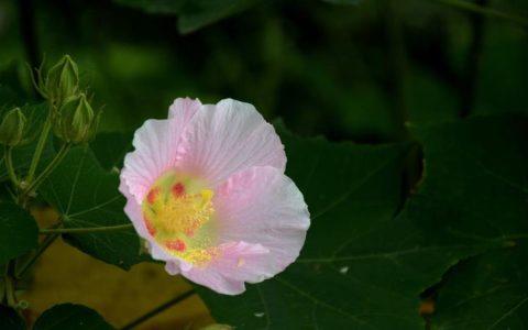 行走于水滨，观赏花语生灵——揭秘水中芙蓉的栽培方法