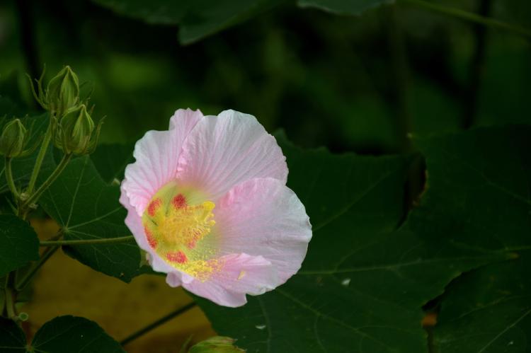 行走于水滨，观赏花语生灵——揭秘水中芙蓉的栽培方法