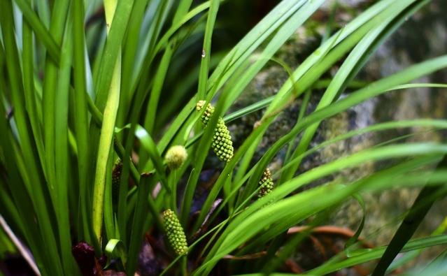 金钱菖蒲花瓣的形状是什么？这里有详细解答