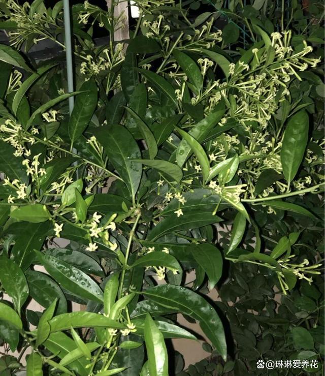 如何为夜来香花正确浇水？