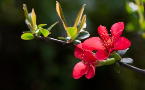 海棠花四季芬芳，轻松学会种植繁殖方法