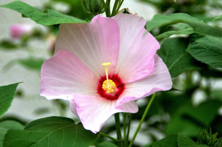 【芙蓉花的开放时间】夏初夏末，芙蓉花似乎更能吸引人们的目光