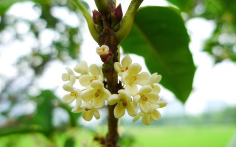 非遗桂花品种推荐：重拾传统美食，不容错过！