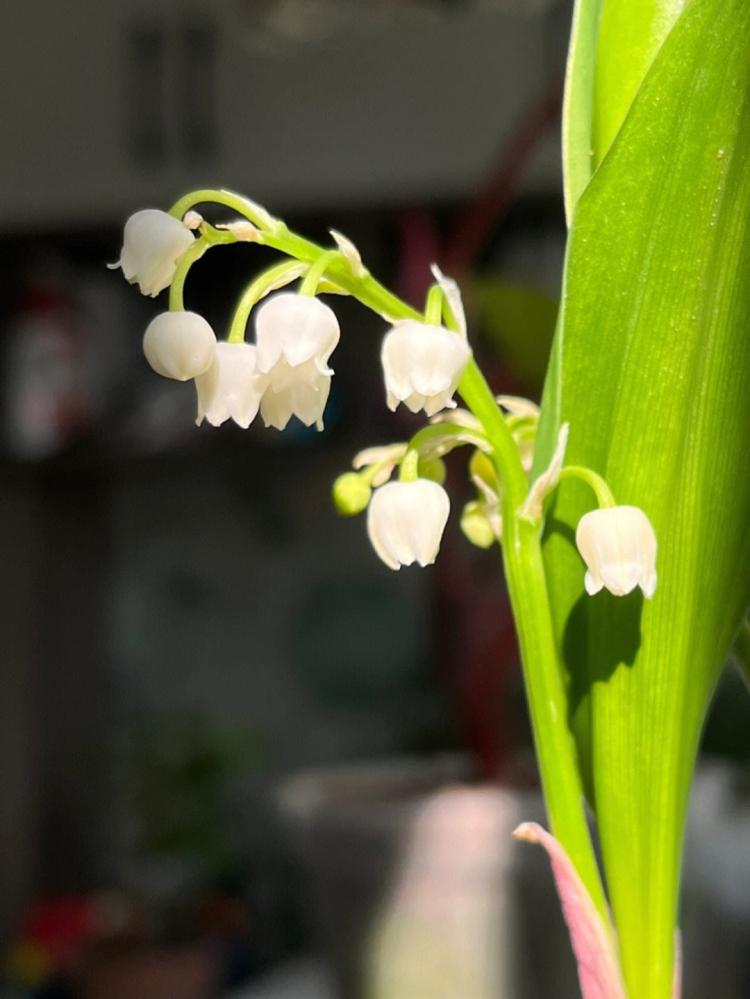 铃兰花语：了解这种花在不同国家和地区的物种差异