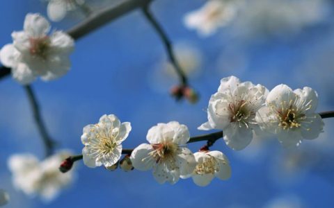 梅花开遍雪中寒，芬芳之中蕴含什么美好象征？