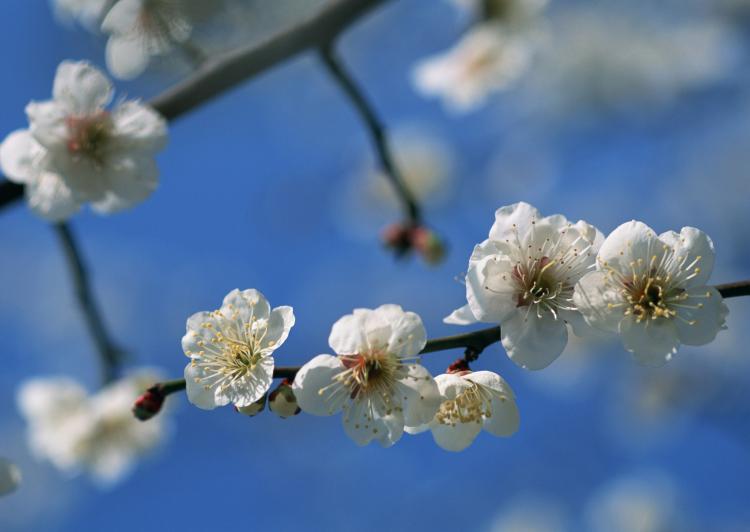 梅花开遍雪中寒，芬芳之中蕴含什么美好象征？